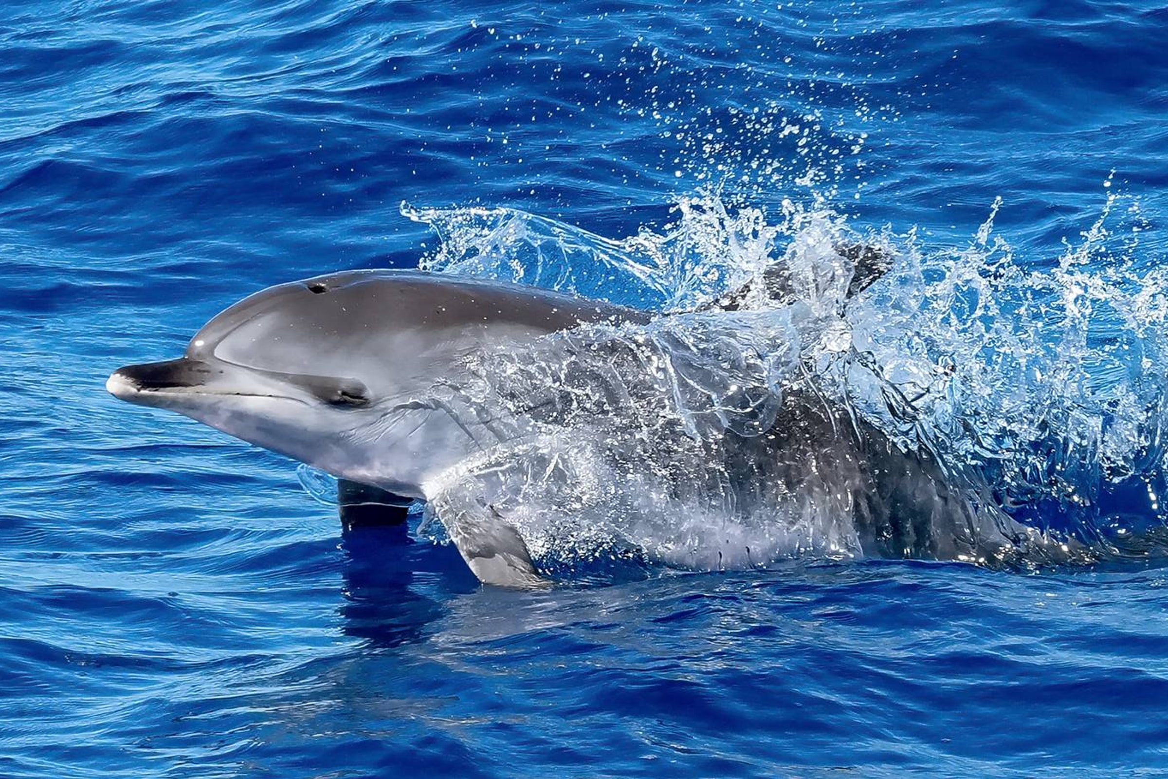 Dolphin Watching & Snorkeling Experience
